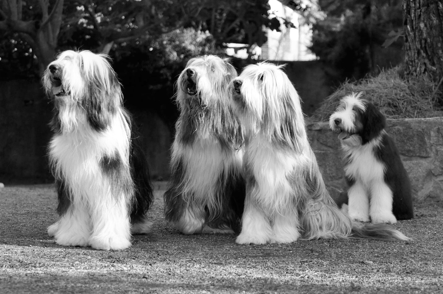 Bearded collie