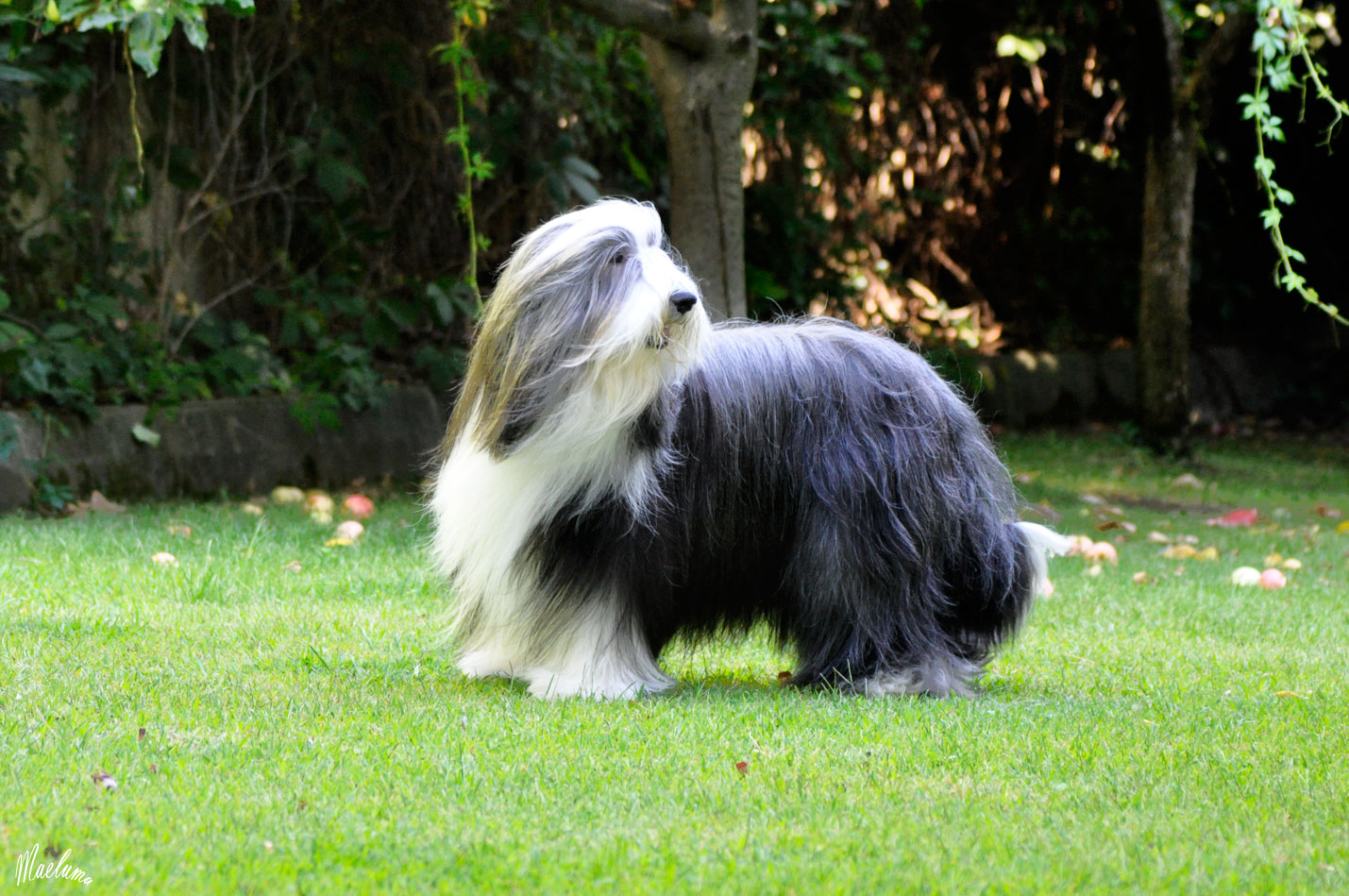 Gina bearded collie