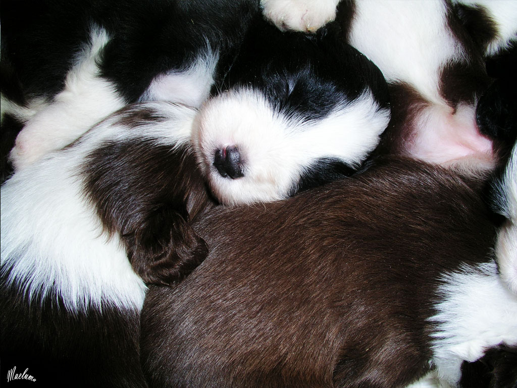 cachorros collie barbudo